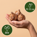 60x Narcissus Double mix - Gevulde narcis mix - Diversen - Voorjaarsbloeier - Bolmaat 10/12
