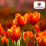 Tulpenbollen Dafeng — oranje tulp, 20 stuks (maat 11/12)