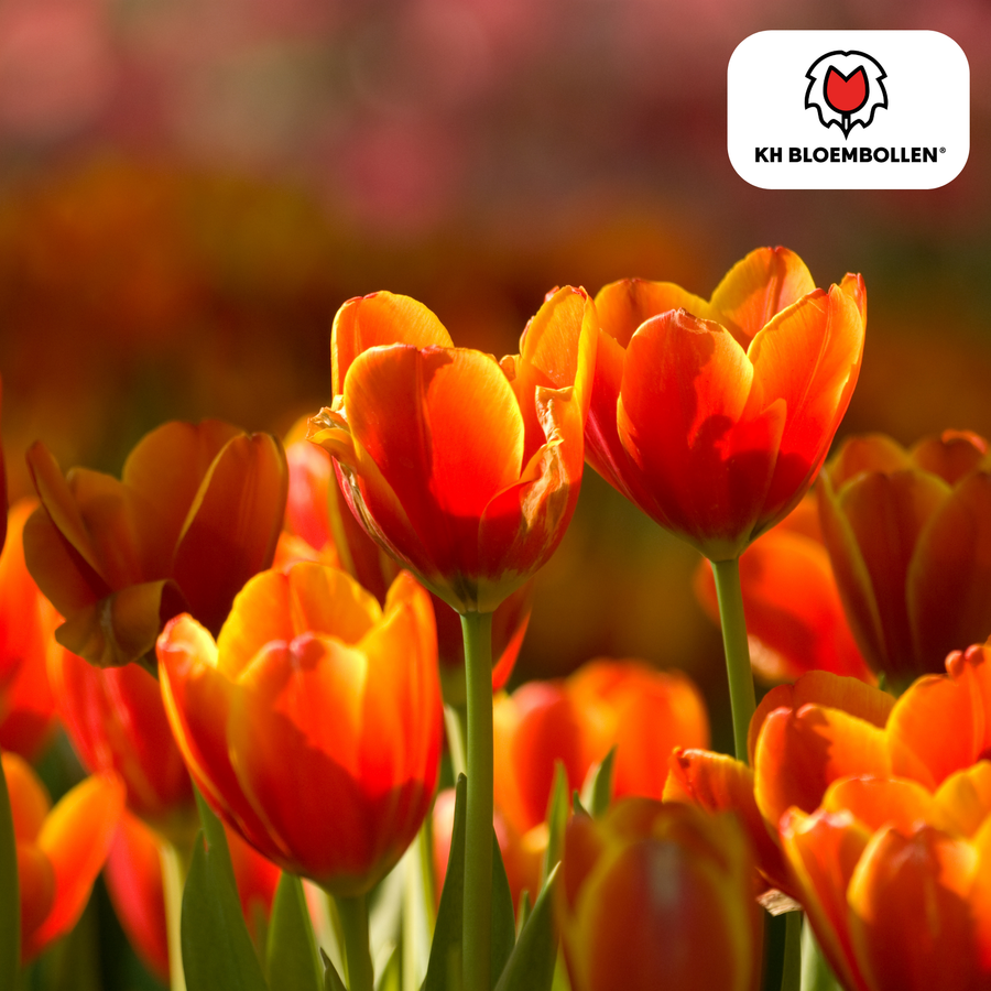 Tulpenbollen Dafeng — oranje tulp, 20 stuks (maat 11/12)