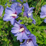 Green boutiQ - Tuinplant - Hibiscus syriacus Oiseau Blue - Tuin Hibiscus - Winterhard - Blauw - 3 Planten - Pot 17cm - Hoogte 45cm