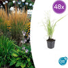 48x Calamagrostis acut. 'Karl Foerster'- ↕10-25cm - Ø9cm
