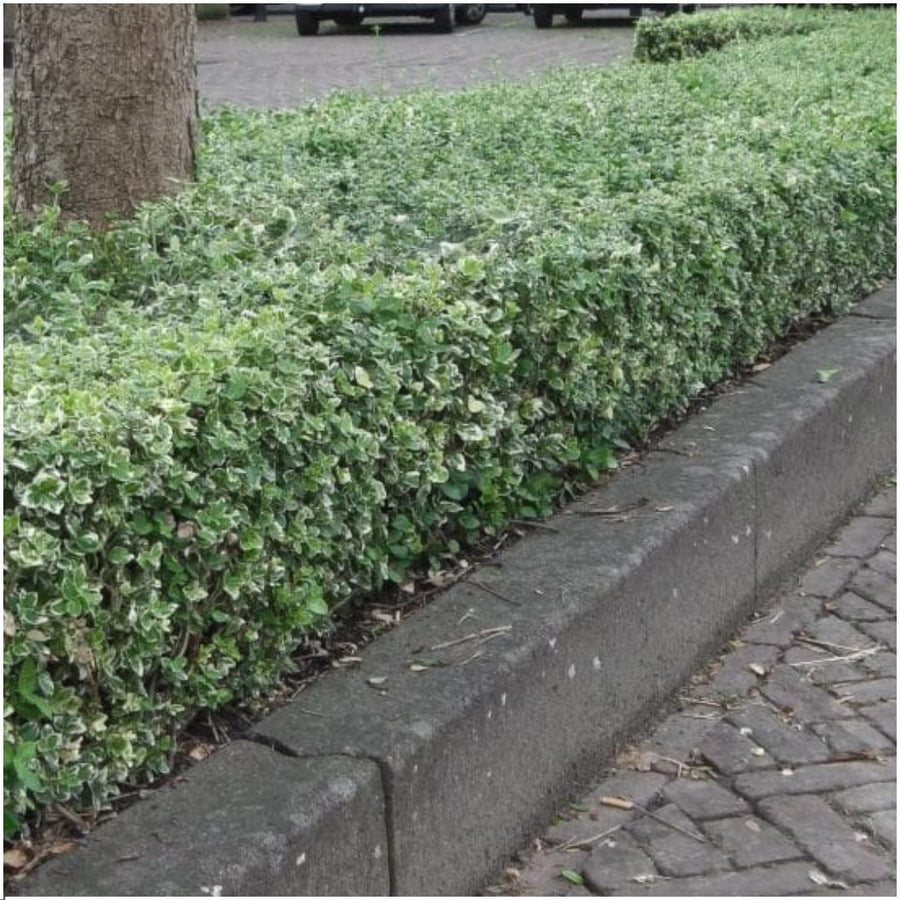 Euonymus fortunei 'Emerald Gaiety' — Kardinaalsmutshaag, 6 planten (1 strekkende meter)