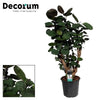 Polyscias Fabian - Ø21cm - ↕95cm