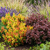 Green boutiQ - Tuinplant - Leucothoe Curly Duo - Geel & Rood - 2 Planten - Groenblijvend - Weinig Onderhoud - Pot 17cm Hoogte 40cm