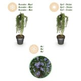 Green boutiQ - Plant op Stam - Rosmarinus officinalis Prostratus - Terras Plant - Bladhoudend - Winterhard -Paarse Bloem - Pot 19cm Hoogte 70 - 90cm