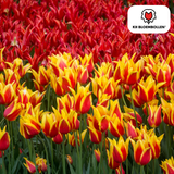 Tulpenbollen Fire Wings — rood-geel gevlamd, 20 stuks (maat 11/12)