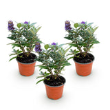 Green boutiQ - Tuinplant - Buddleja davidii Butterfly Candy Little Lila - Vlinderstruik - Compact - Lila - 3 Planten - Pot 12cm - Hoogte 20-25cm