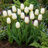 120x Tulipa Triumph White - Triomftulp - Wit - Voorjaarsbloeier - Bolmaat 11/12