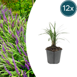 12x Liriope muscari 'Moneymaker' - ↕10-25cm - Ø9cm