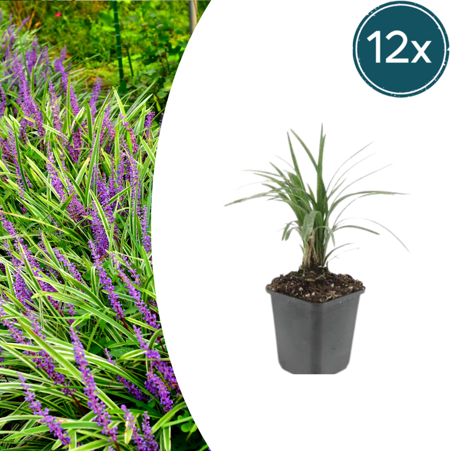 Liriope muscari 'Moneymaker' – 12 planten · pot Ø9 cm · 10-25 cm hoog