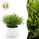 Green boutiQ - Kamerplant - Bamusa Pogonatherum Monica - Bamboegras - Huisdiervriendelijke Plant - Groen - 2 Planten - met Potter Wit - Pot 12cm - Hoogte 20cm