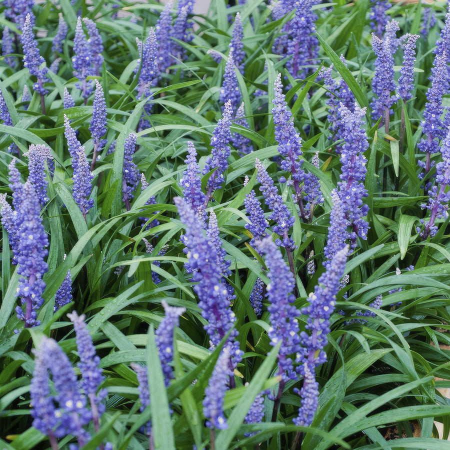 Liriope muscari 'Big Blue' – 60 planten · pot Ø9 cm · 10-25 cm hoog (foto 6)