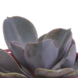 Vetplanten mix 5.5 cm - 5x - in Mexicaanse pot