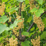 Green boutiQ - Fruitplant - Aalbes - Ribes rubrum White Pearl - Witte Bes - 2 planten -Pot 11cm Hoogte 40cm