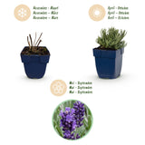 Green boutiQ - Vasteplant - Lavandula ang. Munstead - Lavendel - Geurend - Paars - 1 Plant - Pot 11cm - Hoogte 15-25cm