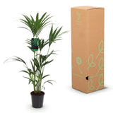 Green boutiQ - Kamerplant - Howea Forsteriana - Kentia Palm - Weinig Onderhoud - Groen - 1 Plant - met Mand - Pot 21cm - Hoogte 120-130cm
