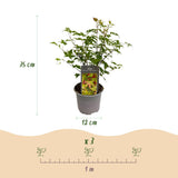Green boutiQ - Tuinplant - Acer palmatum Little Princess - Groen - 3 Planten - Bladverliezend - Weinig Onderhoud - Pot 12cm Hoogte 35cm