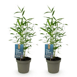 Green boutiQ - Bamboe - Fargesia Blue Dragon - Groen - 2 Planten - Bladhoudend - Niet Woekerend- Pot 14cm Hoogte 35cm