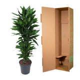 Dracaena Janet Lind vertakt - 120 cm - ø27