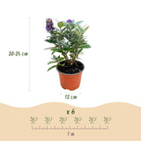 Green boutiQ - Tuinplant - Buddleja davidii Butterfly Candy Little Lila - Vlinderstruik - Compact - Lila - 3 Planten - Pot 12cm - Hoogte 20-25cm