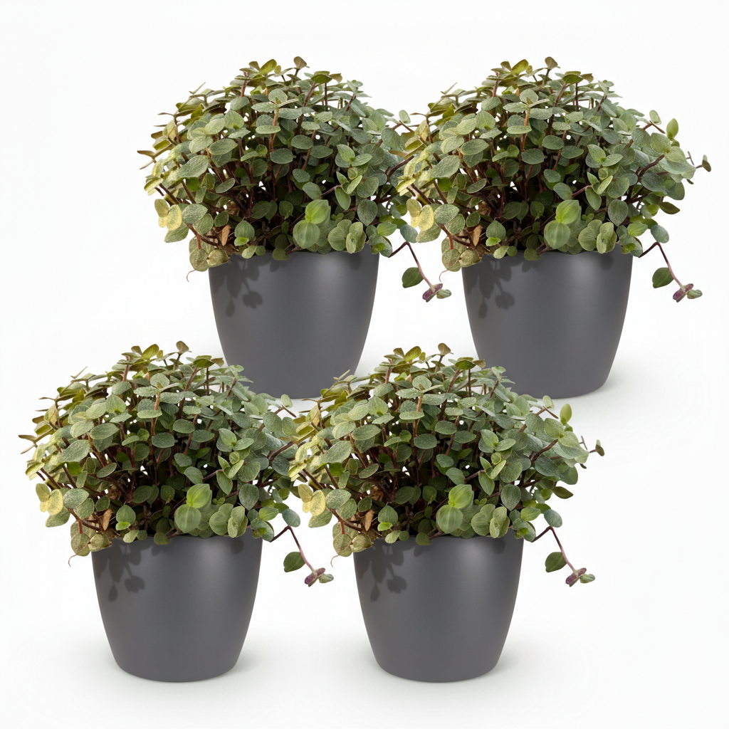 Green boutiQ - Kamerplant - Calissia repens - Kattengras - Huisdiervriendelijk - Groen - 4 Planten - met Potter Grijs - Pot 12cm - Hoogte 17-20cm
