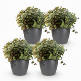 Green boutiQ - Kamerplant - Calissia repens - Kattengras - Huisdiervriendelijk - Groen - 4 Planten - met Potter Grijs - Pot 12cm - Hoogte 17-20cm