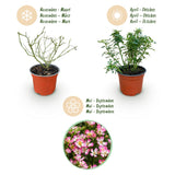 Green boutiQ - Tuin Roos - Rosa Cutie Pie - Roos - Winterhard - Roze - 3 Planten - Pot 12cm - Hoogte Hoogte 20-25cm