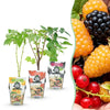 Green boutiQ - Fruitplanten - Tricolour - Rode Bes - Gele Framboos - Zwarte Braam- Winterhard - 3 Planten - Pot9cm