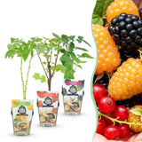 Green boutiQ - Fruitplanten - Tricolour - Rode Bes - Gele Framboos - Zwarte Braam- Winterhard - 3 Planten - Pot9cm