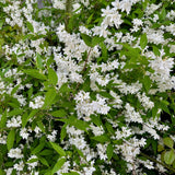 Green boutiQ - Heesters -Deutzia Gracilis - Bloem Wit - 1 Plant - Bladverliezend - Weinig Onderhoud - Pot 17cm Hoogte 45cm