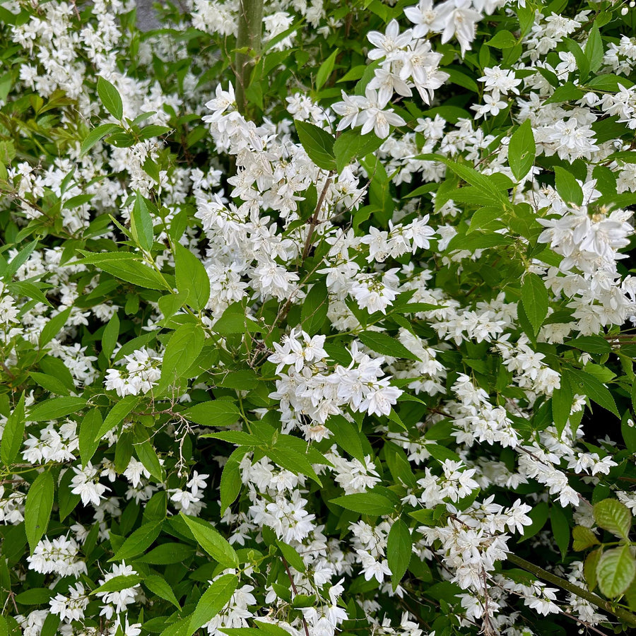 Deutzia Gracilis – 45 cm hoog (foto 5)