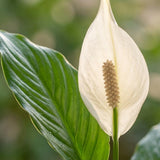 Spathiphyllum met Mand Zeegras naturel - 80cm - Ø21