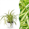 Green boutiQ - Kamerplant - Chlorophytum comosum Variegatum - Bonte Graslelie - Huisdiervriendelijke Plant - Groen - 1 Plant - met Potter Wit - Pot 12cm - Hoogte 20cm