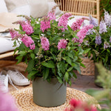 Green boutiQ - Tuinplant - Buddleja davidii Butterfly Candy Little Pink - Vlinderstruik - Compact - Roze - 3 Planten - Pot 12cm - Hoogte 20-25cm