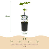 Green boutiQ - Klimplant - Clematis Madame Le Coultre - bloem wit - Weinig onderhoud -2 planten -Pot 11cm Hoogte 40cm