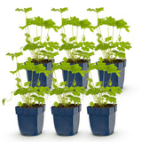 Green boutiQ - Vasteplant - Delphinium (P) Black Knight - Ridderspoor - Bijen en Vlinderlokkers - Paars - 6 Planten - Pot 11cm - Hoogte 15-25cm