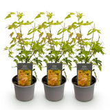 Green boutiQ - Tuinplant - Acer palmatum Orange Dream - Oranje - 3 Planten - Bladverliezend - Weinig Onderhoud - Pot 12cm Hoogte 35cm