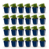 Green boutiQ - Vasteplant - Salvia nem. Schneehügel - Salie - Bijen en Vlinderlokkers - Wit - 24 Planten - Pot 11cm - Hoogte 15-25cm