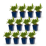 Green boutiQ - Vasteplant - Persicaria ampl. Rosea - Duizendknoop - Schaduw - Roze - 12 Planten - Pot 11cm - Hoogte 15-25cm