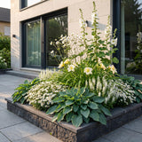 Green boutiQ - Vasteplant - Borderpakket - Wit - Diversen - Soorten en kleuren - 6 Planten - Pot 11cm - Hoogte 15-25cm