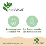 Green boutiQ - Buxus Haag - BetterBuxus Babylon Beauty - Resistant tegen de Buxus schimmel - 8 planten - 1 strekkende meter - pot 9cm hoogte 20-25