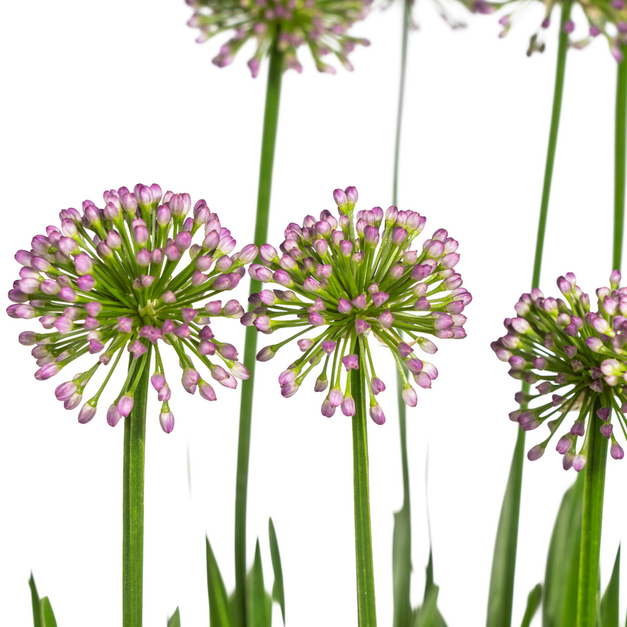 Allium Senescens Millenium – Pot Ø19 cm · 50-60 cm hoog (foto 2)