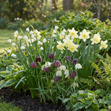 60x Bol Waterplant - Bol Waterplant - Diversen - Zomerbloeier - Bolmaat 10/12