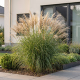 Green boutiQ - Grassen - Miscanthus sin. Gracillimus - Pampusgras - Met Pluim - Groen - 12 Planten - Pot 11cm - Hoogte 15-25cm