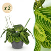 Green boutiQ - Kamerplant - Maranta Fascinator Lemon Lime - Gebedsplant - Huisdiervriendelijke Plant - Groen - 2 Planten - met Potter Grijs - Pot 12cm - Hoogte 25cm