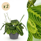 Green boutiQ - Kamerplant - Maranta Fascinator Lemon Lime - Gebedsplant - Huisdiervriendelijke Plant - Groen - 2 Planten - met Potter Grijs - Pot 12cm - Hoogte 25cm