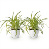 Green boutiQ - Kamerplant - Chlorophytum comosum Variegatum - Bonte Graslelie - Huisdiervriendelijke Plant - Groen - 2 Planten - met Potter Wit - Pot 12cm - Hoogte 20cm