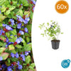60x Ceratostigma plumbaginoides- ↕10-25cm - Ø9cm