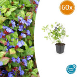 60x Ceratostigma plumbaginoides- ↕10-25cm - Ø9cm
