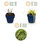 Green boutiQ - Grassen - Carex oshimensis Evergold - Japanse Zegge - Groenblijvend - Geel-Groen - 6 Planten - Pot 11cm - Hoogte 15-25cm